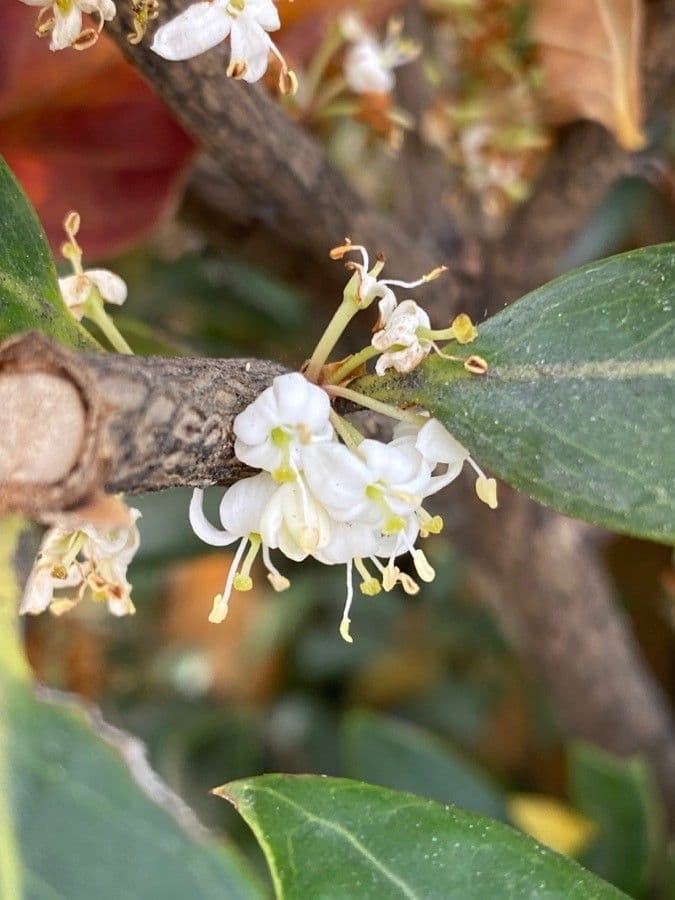 Buntlaub-Duftblume 10
