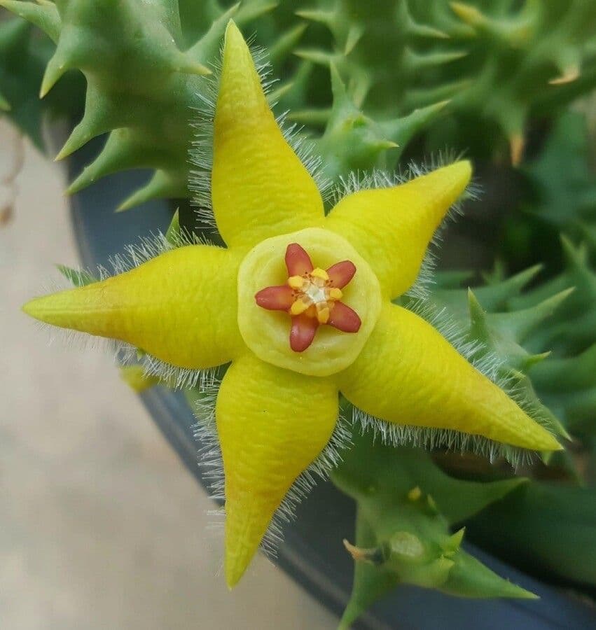 Semota-Orbea 2