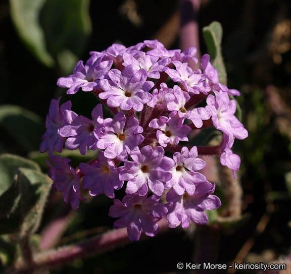 Abronia umbellata 6