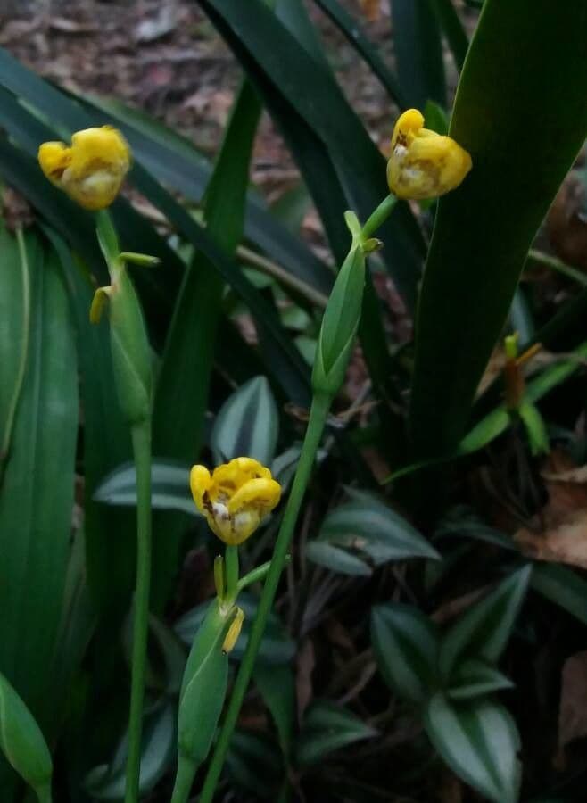 Cipura 7