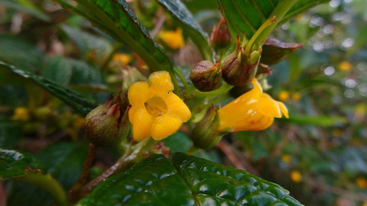 Besleria 3