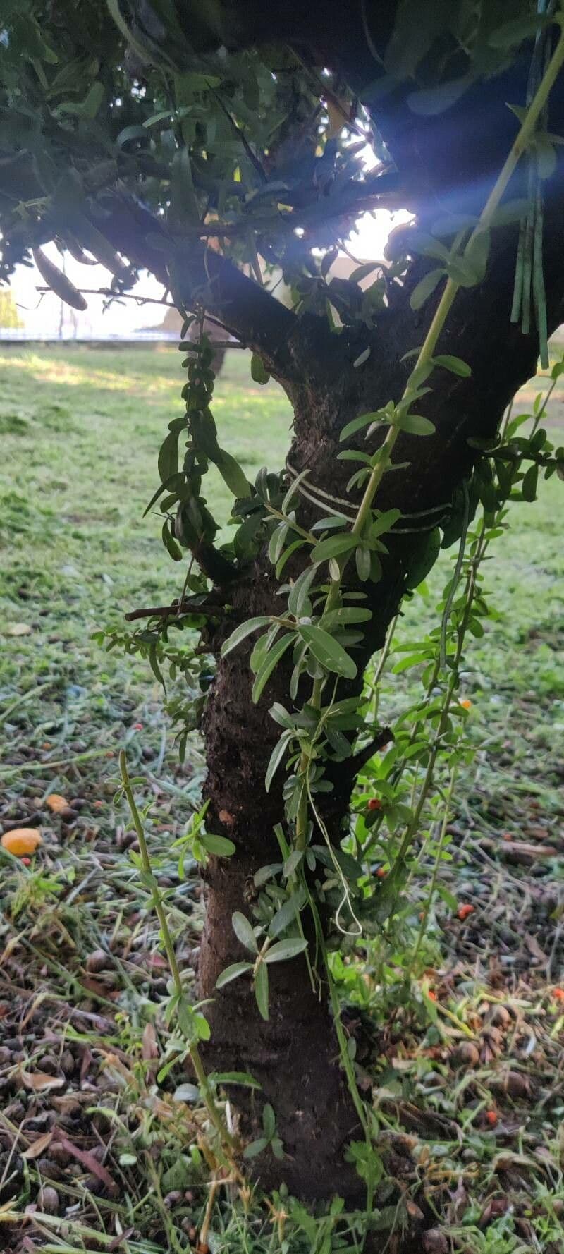 Pyracantha de Koidzumi 24