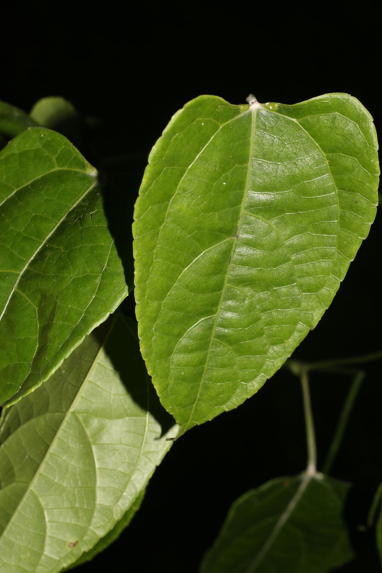 Plukenetia 9