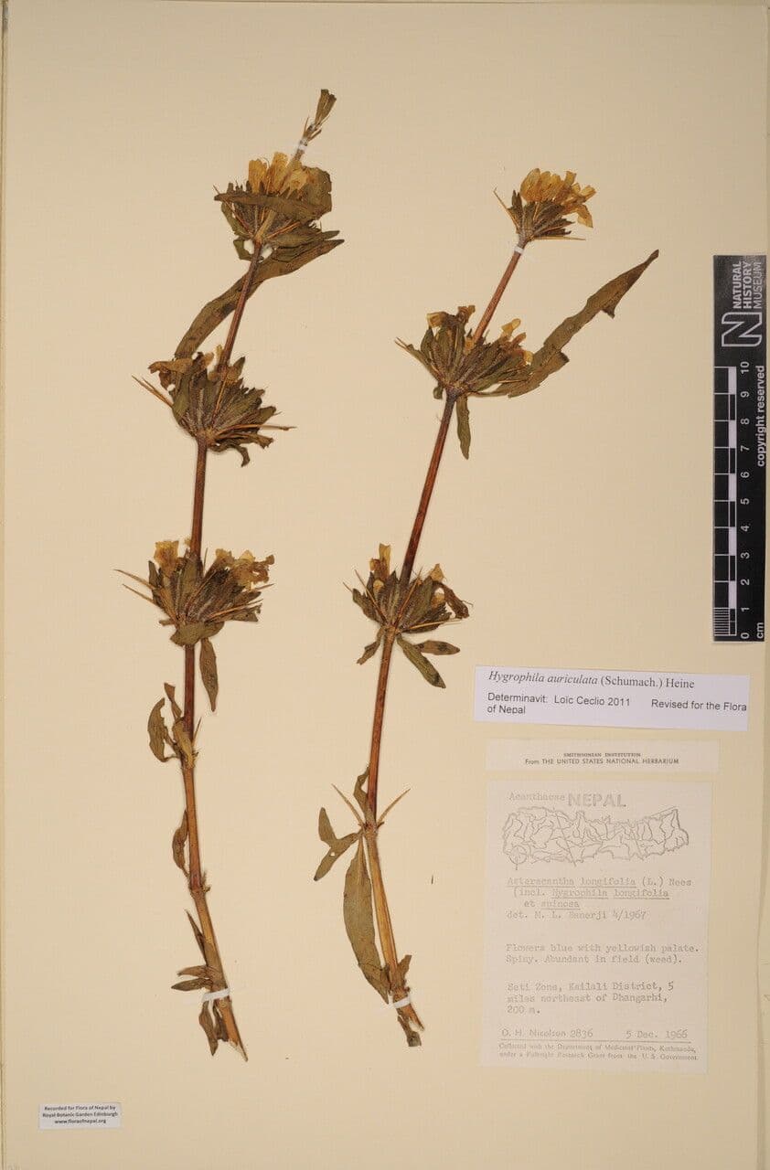 Hygrophila 20