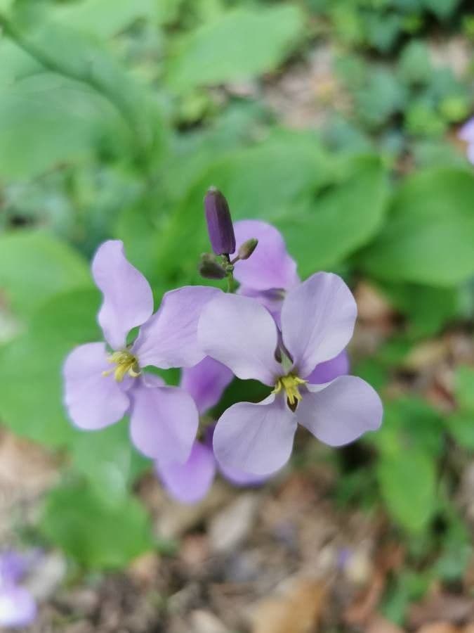 Violaröschen 2