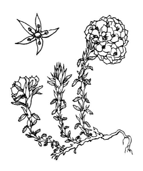 Paronychia capitata 23