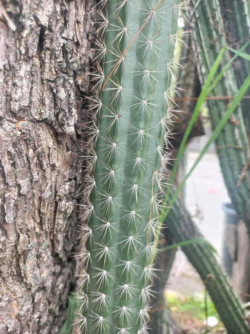 Cactus di Baumann 18