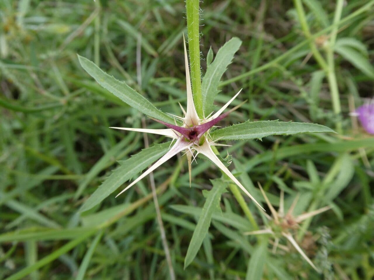 Calcatreppola 16