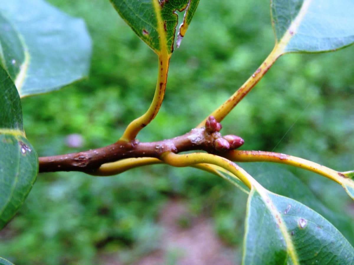 Quercia acuta 12