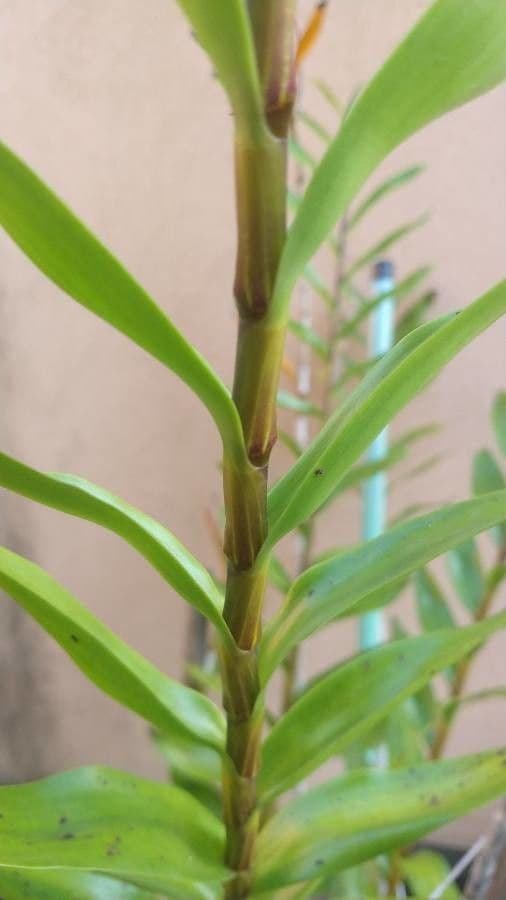 Moschus-Dendrobium 9