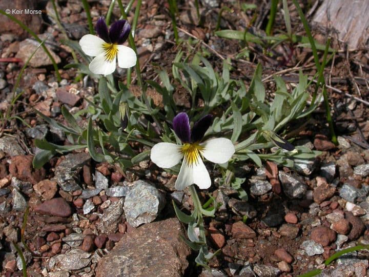 Viola 5