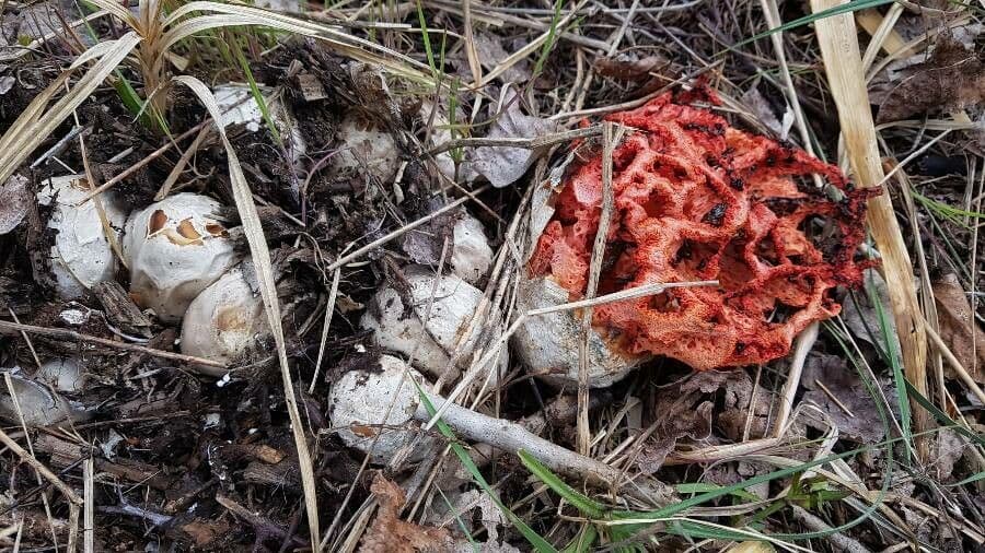 Hydnora 12
