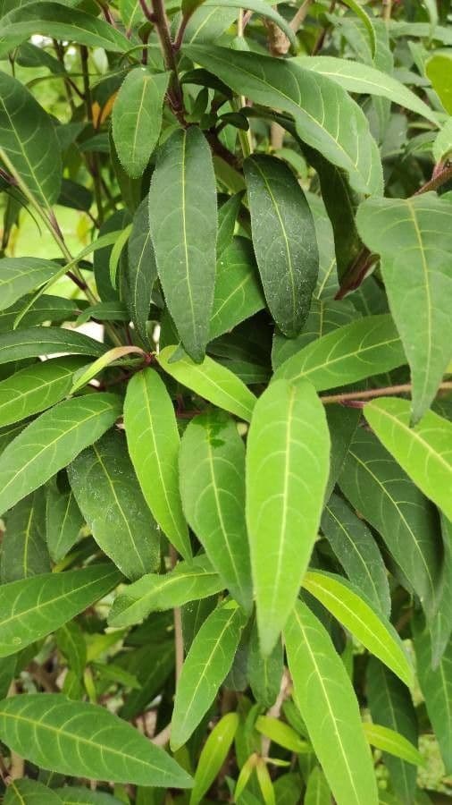 Cestrum elegante 17