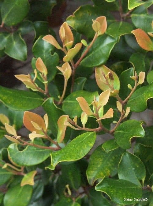 Tristaniopsis 4
