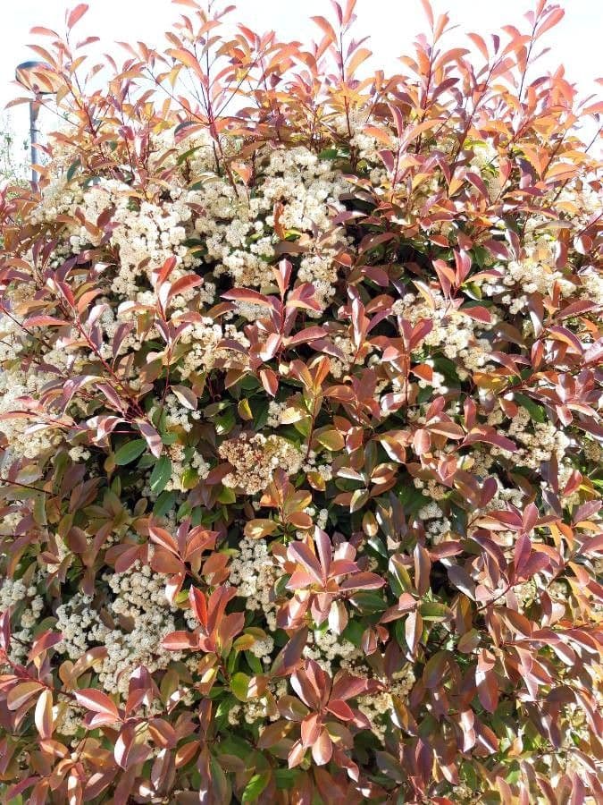 Photinia 10