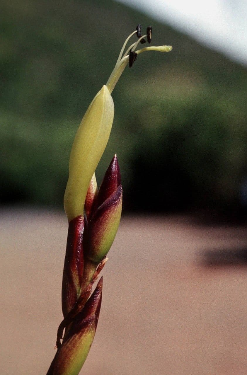 Tillandsia utricolata 6