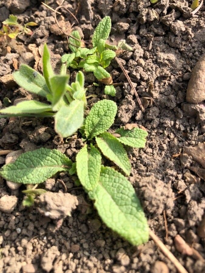 Salvia dei boschi 12