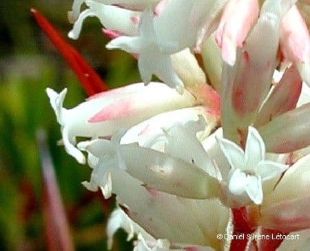 Dracophyllum 4