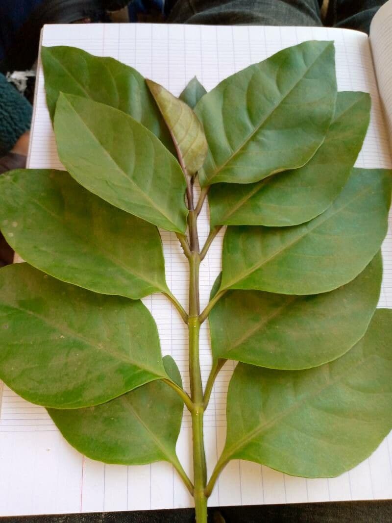 Citharexylum 14