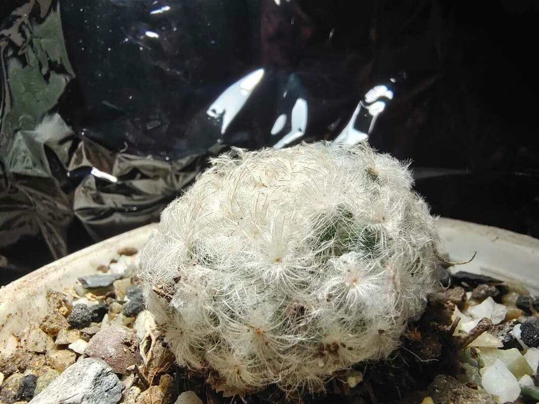 Cactus pluma 13
