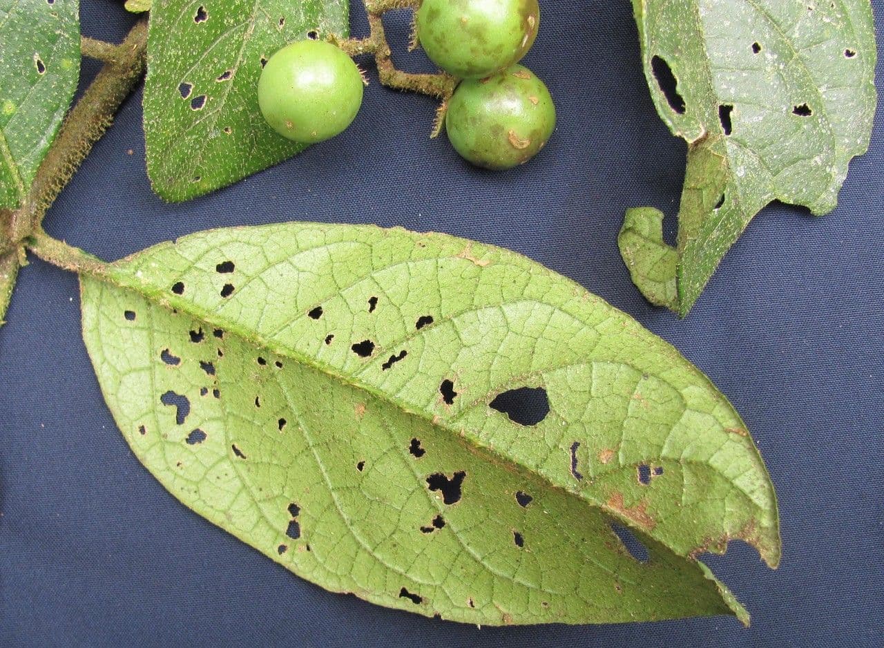 Solanum 2