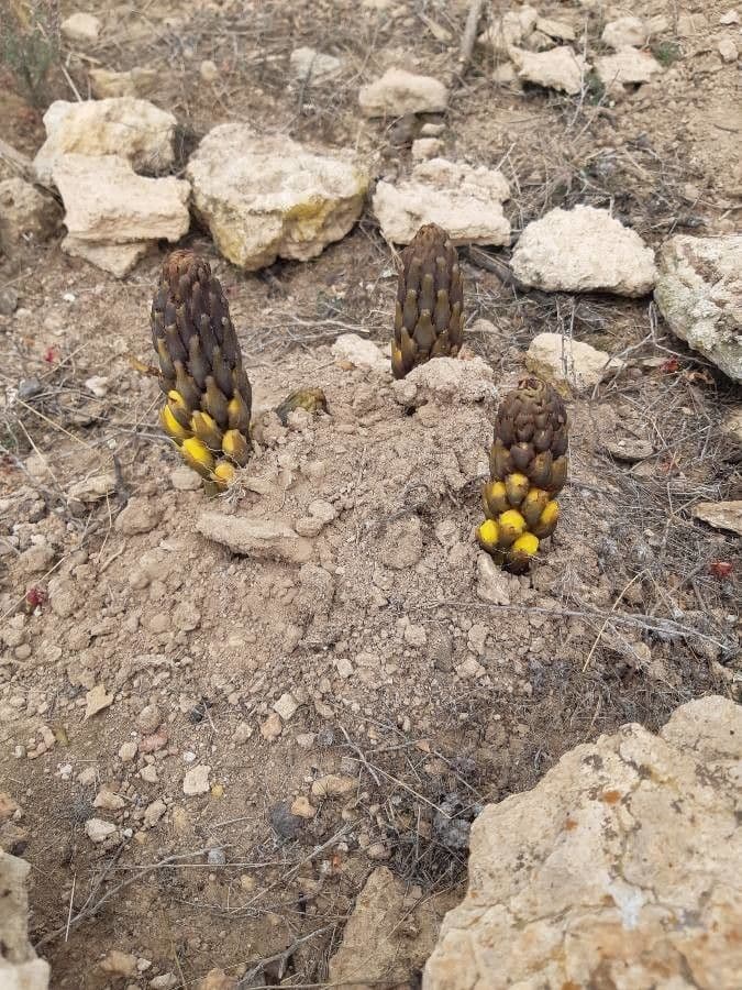 Cistanche 25