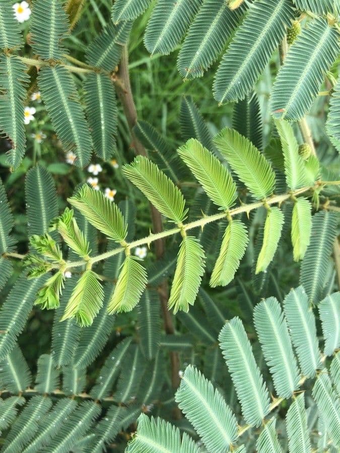 Mimoza 18