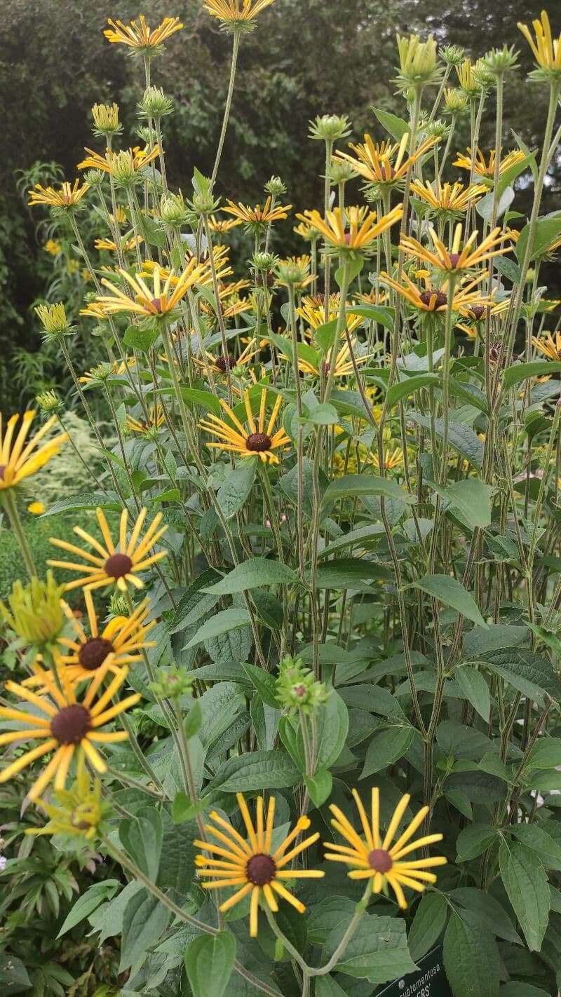 Rudbeckia dolce 6