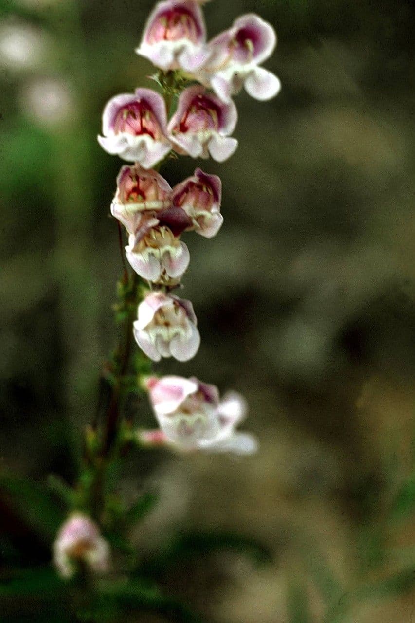Smoothleaf beardtongue 3