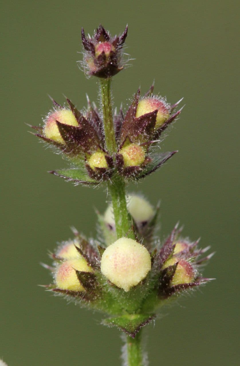 Stregona gialla 4