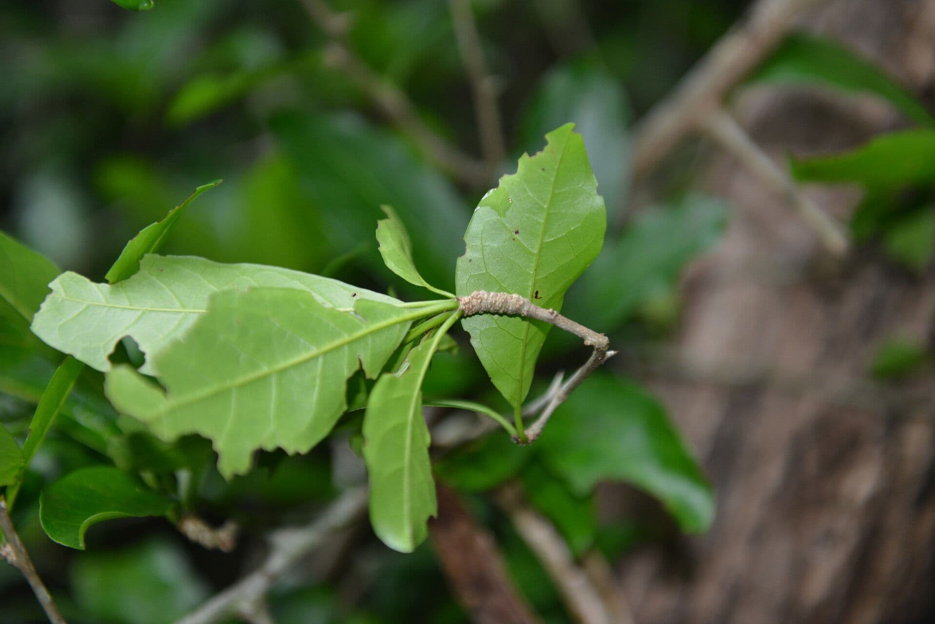 Rochefortia 10