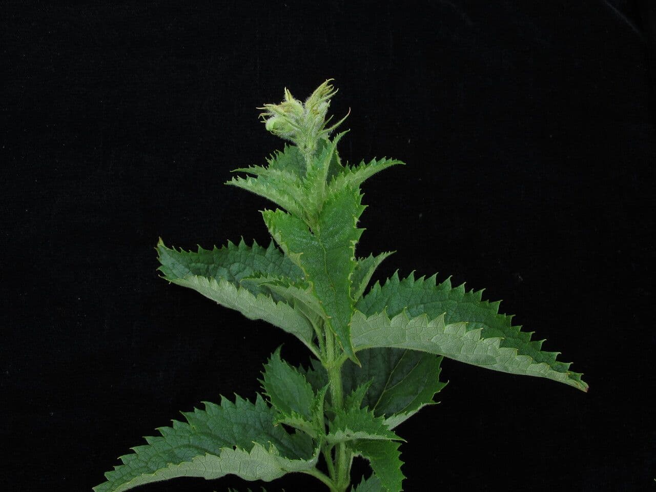 Scrofularia 2
