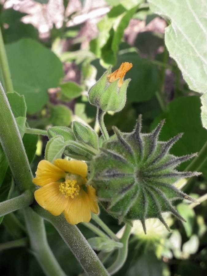 Abutilon di Teofrasto 10