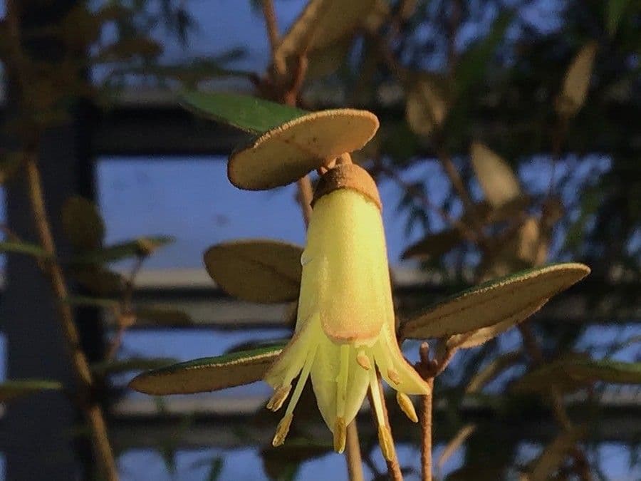 Correa Backhouseova