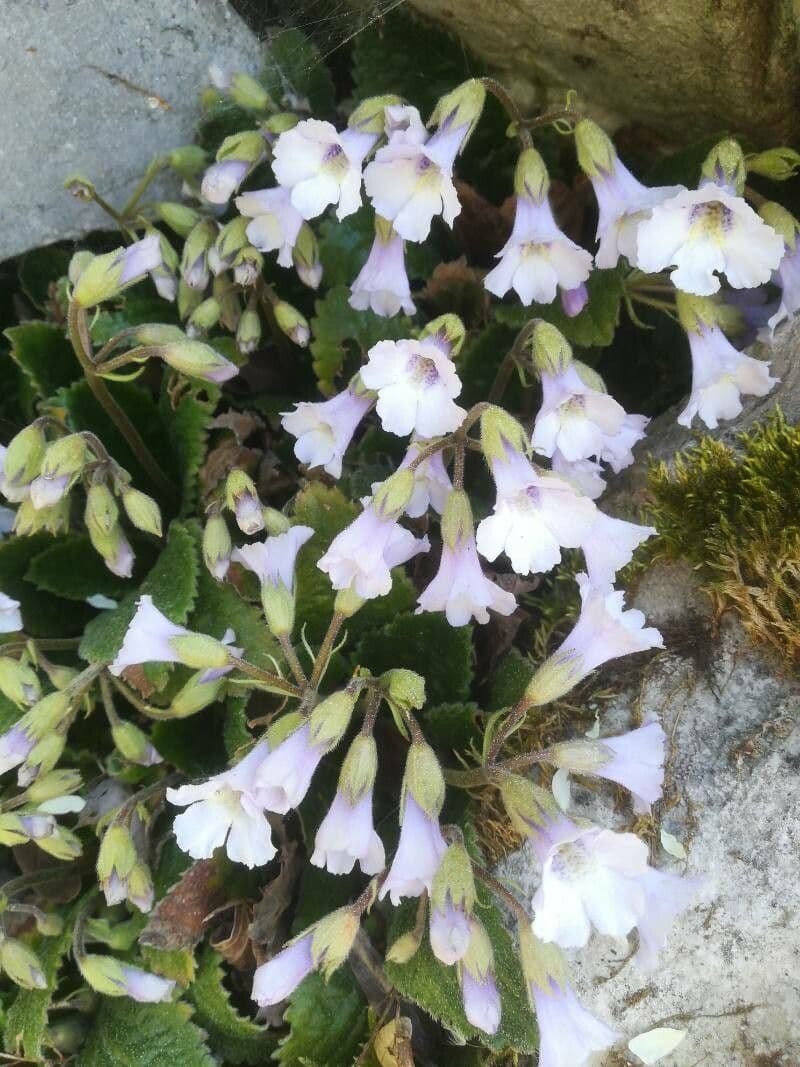 Haberlea 4