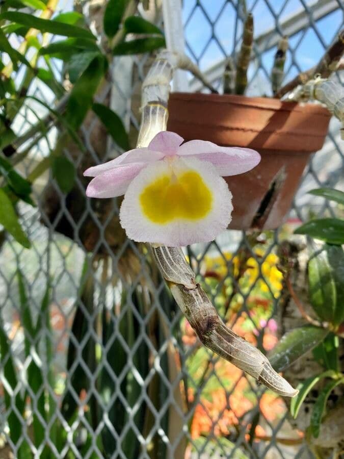 Dendrobium
