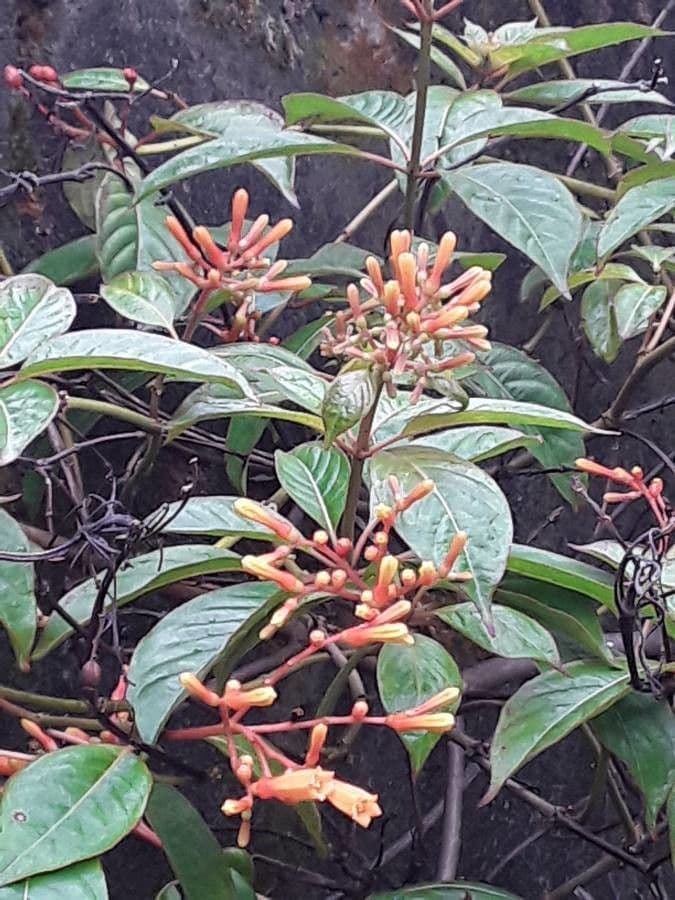 Hamelia 21