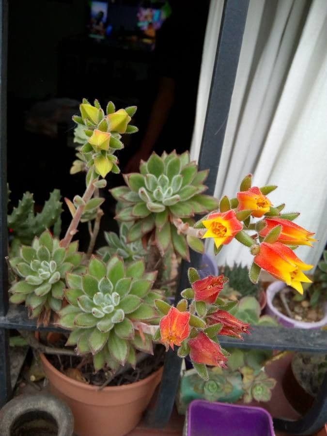 Echeveria 5