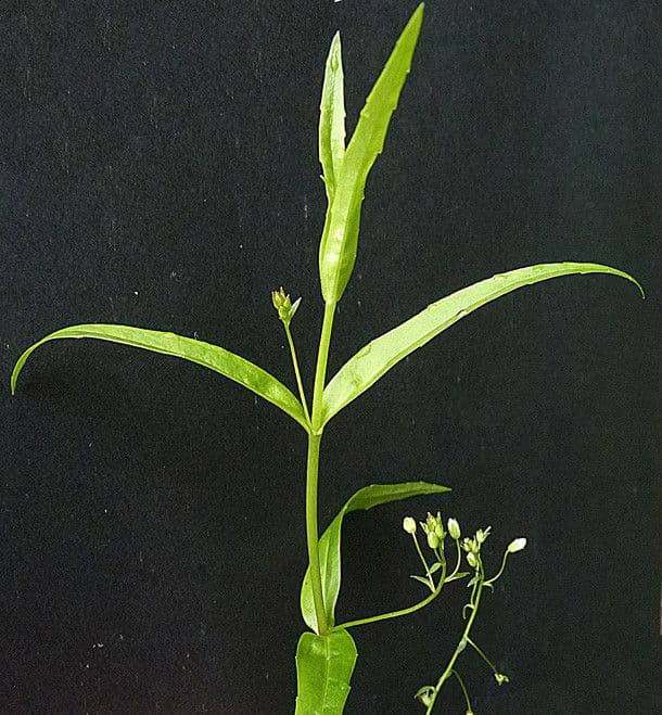Veronica scudata 29