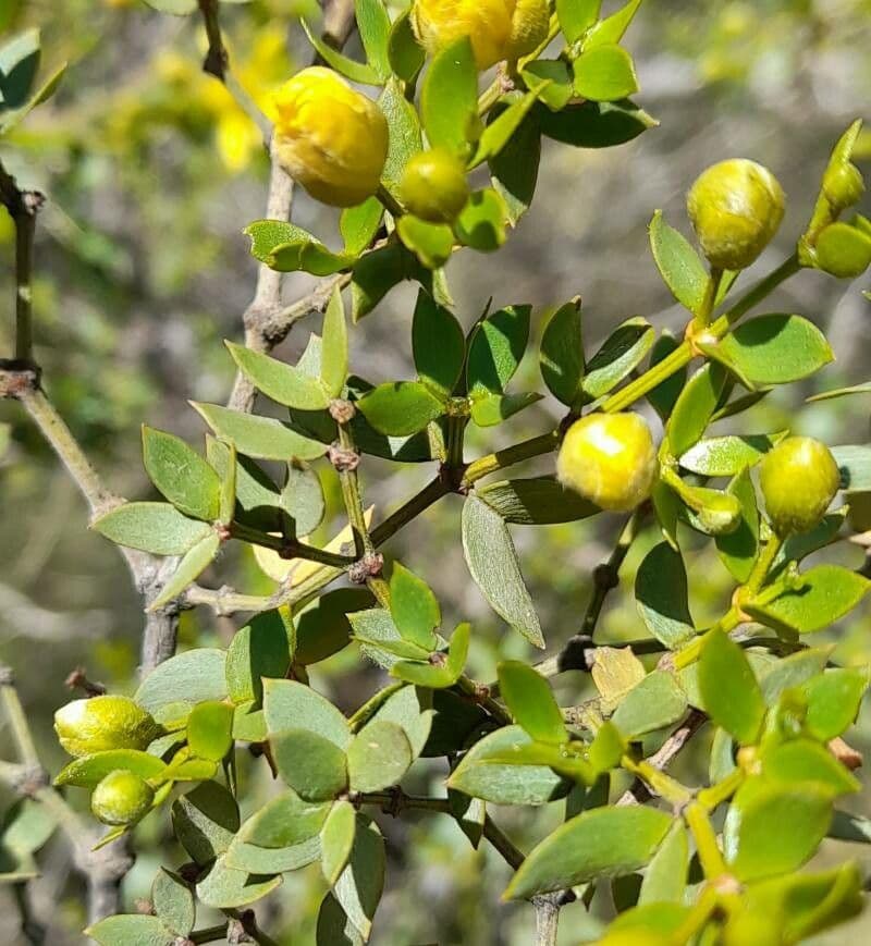 Buisson de créosote 14