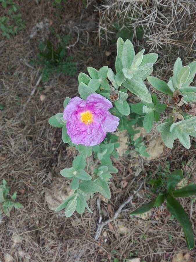 Cistus krétský 9