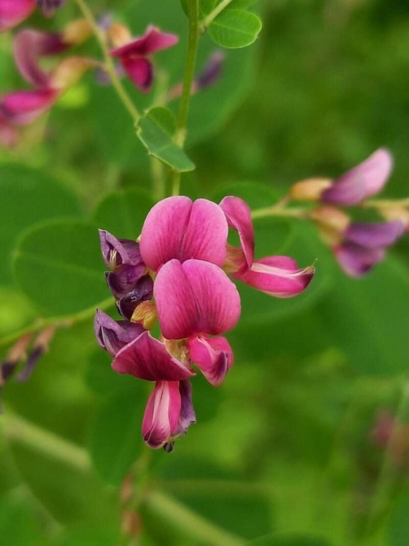 Lespedeza bicolore 8