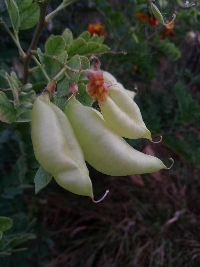 Vescicaria orientale 5