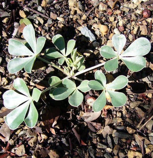 Lupino 5