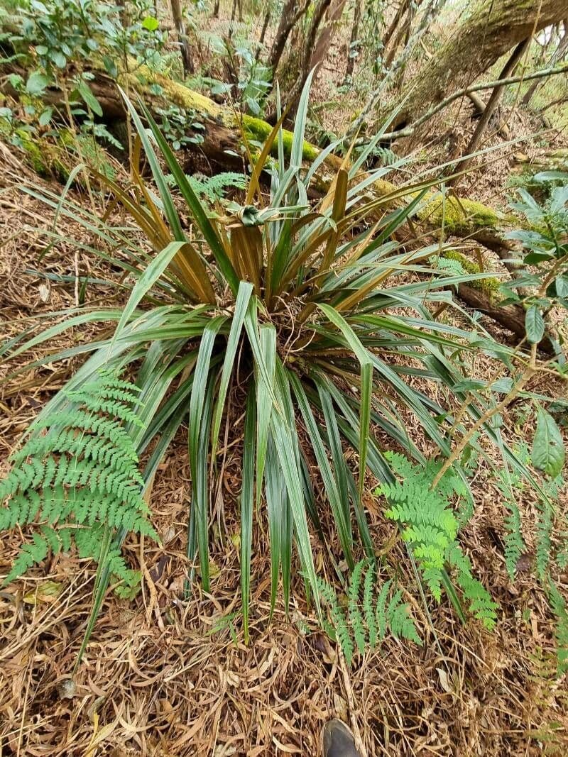 Astelia hemichrysa 20