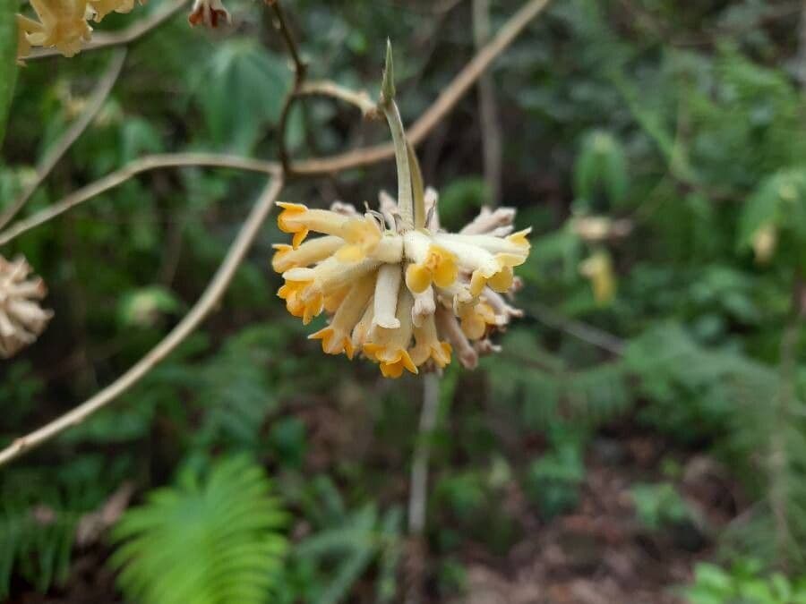 Edgeworthia