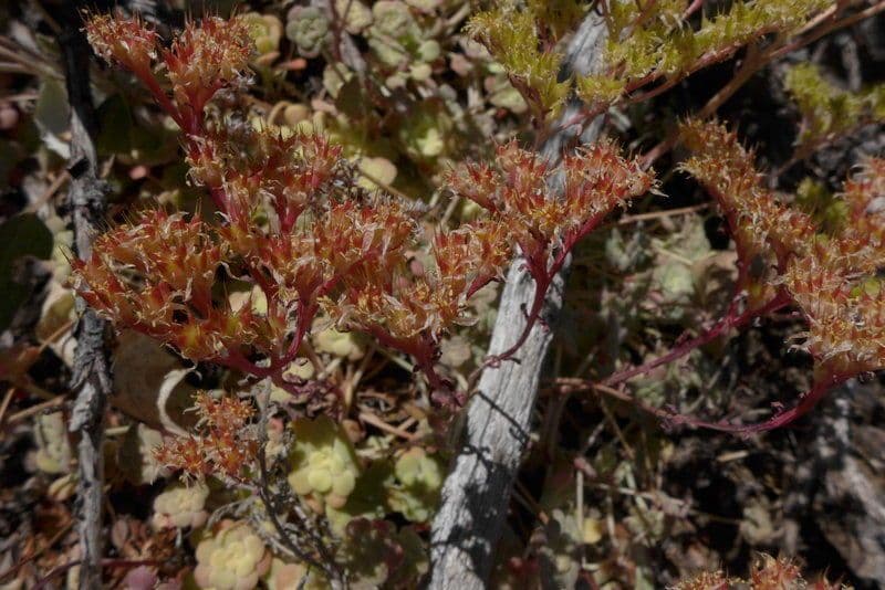 Borracina spatolata 21
