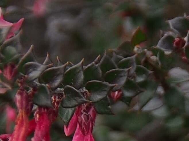 Epacris 3