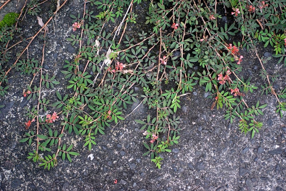 Tephrosia 24