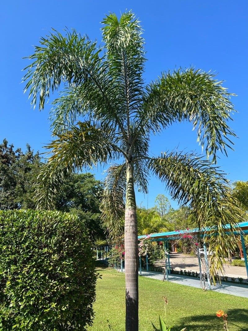 Fuchsschwanzpalme 12